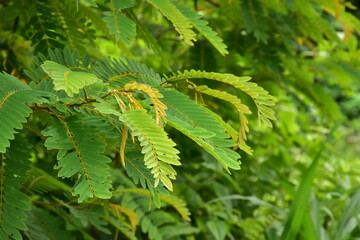 Siamese senna or Siamese cassia plants