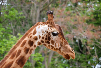 Close-up of the head of a giraffe