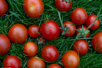 red tomatoes in the grass