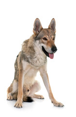  czechoslovakian wolf dog
