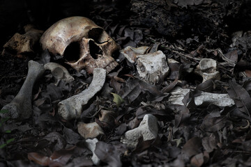 The skull and pile of bone on decay leaf in pit the old graveyard whith has dim light and dark
