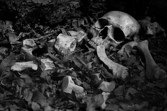The skull and pile of bone on decay leaf in pit the old graveyard whith has dim light and dark