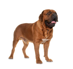 Dogue de Bordeaux