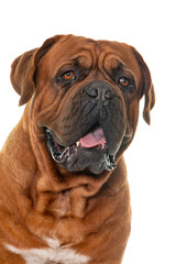 Obraz premium Dogue de Bordeaux