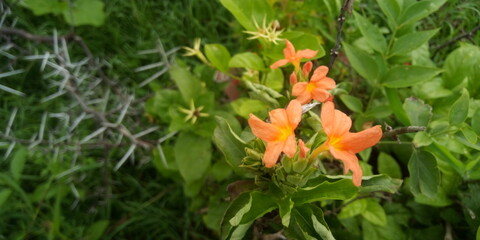 orange flower in the garden