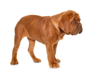 puppy Dogue de Bordeaux