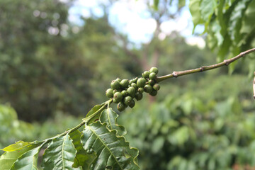 Grains verts de café sur branche dans une plantation