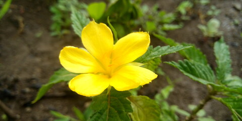 yellow crocus flowers