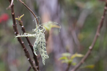 camouflaged grasshopper in a branch