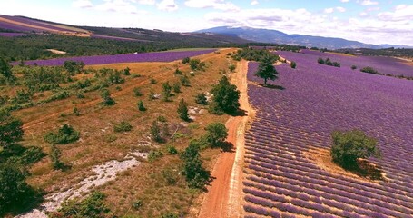 Countryside in Provence, France. Aerial view of lavender fields.