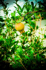 Pomegranate hanging on tree