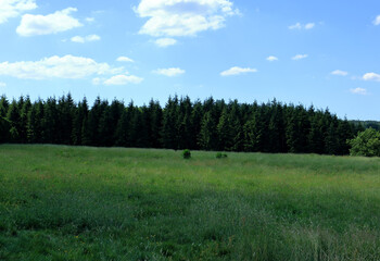 A row of green trees in the Westerham countryside