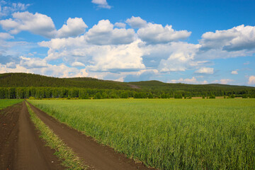 Fototapeta na wymiar Summer landscape - Field road among cereal plantings against a background of blue sky and clouds. The concept of serenity and travel.