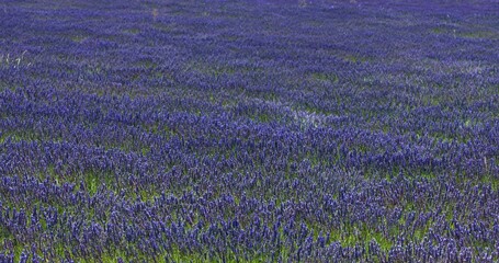 Obraz premium Lavender flowers blooming on field. Floral background from France.