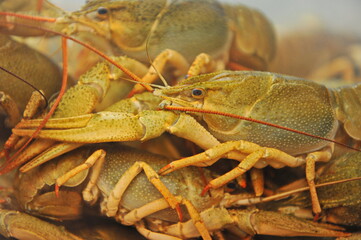 Almaty / Kazakhstan - 10.11.2011 : Crustaceans in an aquarium for sale in a supermarket.