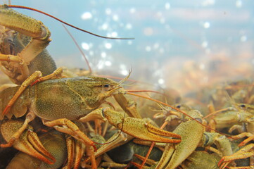 Almaty / Kazakhstan - 10.11.2011 : Crustaceans in an aquarium for sale in a supermarket.