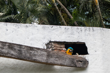 parrot couple nesting in ruins © PlataRoncallo