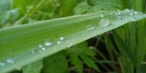 drops of dew on the grass