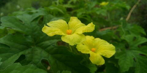 bitter melon flower
