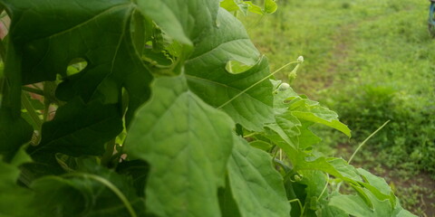Fototapeta premium fresh vegetables in the garden