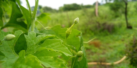 green grass in the garden