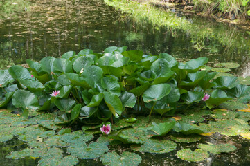 Water lilies (Nymphea) on a pond