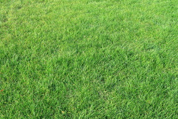 Green grass. Background.