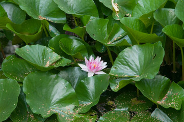Water lilies (Nymphea) on a pond