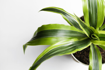 Obraz premium Decorative house plant in pot on white background with natural light