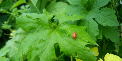 ladybug on leaf