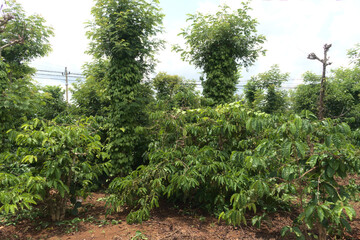 Plantation mixte de caféiers et de poivriers dans les hauts plateaux du Vietnam