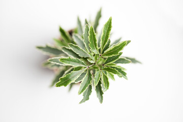 Fresh green leaves with light on white background