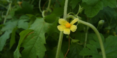 yellow flower in spring