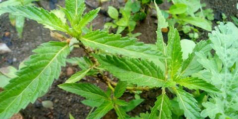 rain drops on green leaf