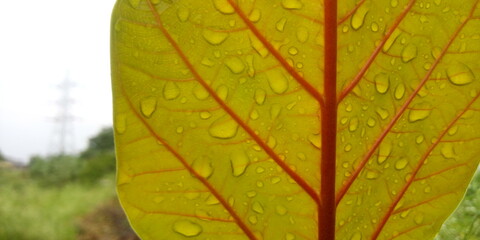 leaf with drops