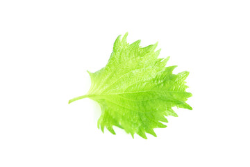 Fresh green perilla leaf isolated on white background. Japanese food
