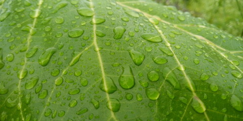 water drops on leaf