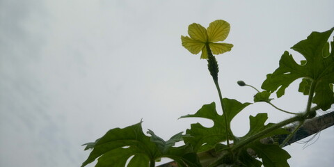 bitter melon flower