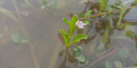 water lily in the pond