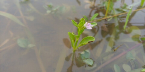 frog in the pond