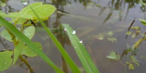 frog on the leaf
