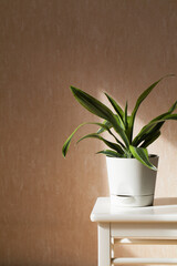 Decorative house plant in pot on beige background with natural light. Creative nature background.