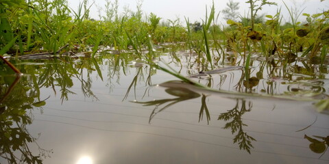 reeds in the water