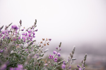 lavendar in fog