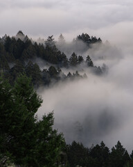 Obraz na płótnie Canvas fog in trees mount tamalpais
