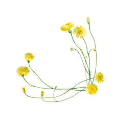 Watercolor corner composition of yellow dandelion flowers on a white background.For congratulations, invitations, anniversaries, weddings, birthday