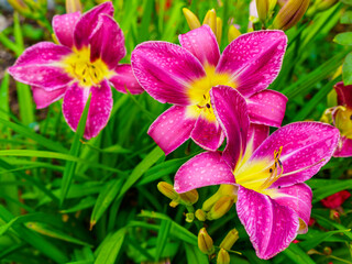 Three pink lilies with raindrops