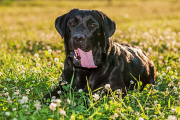 portrait of a black Labrador at sunset. portrait of a dog with its tongue out. Labrador Retriever lying on a background of grass