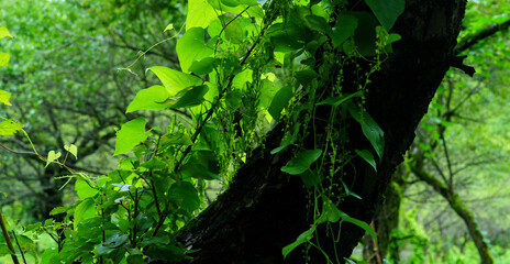 Obraz premium 木を這うつる