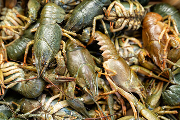 view top. live freshwater lobsters or crayfish.